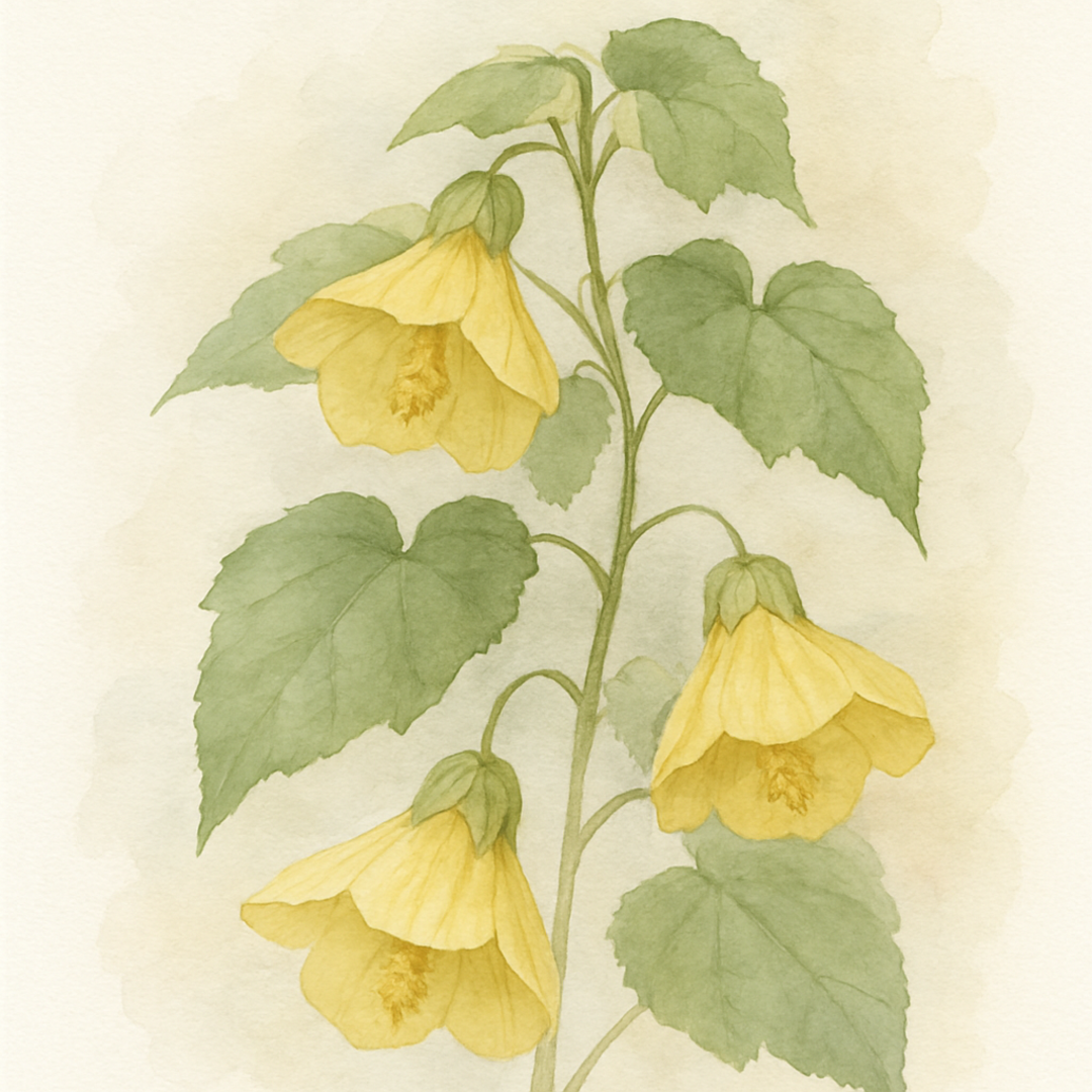 Abutilon ‘Lemon Queen’