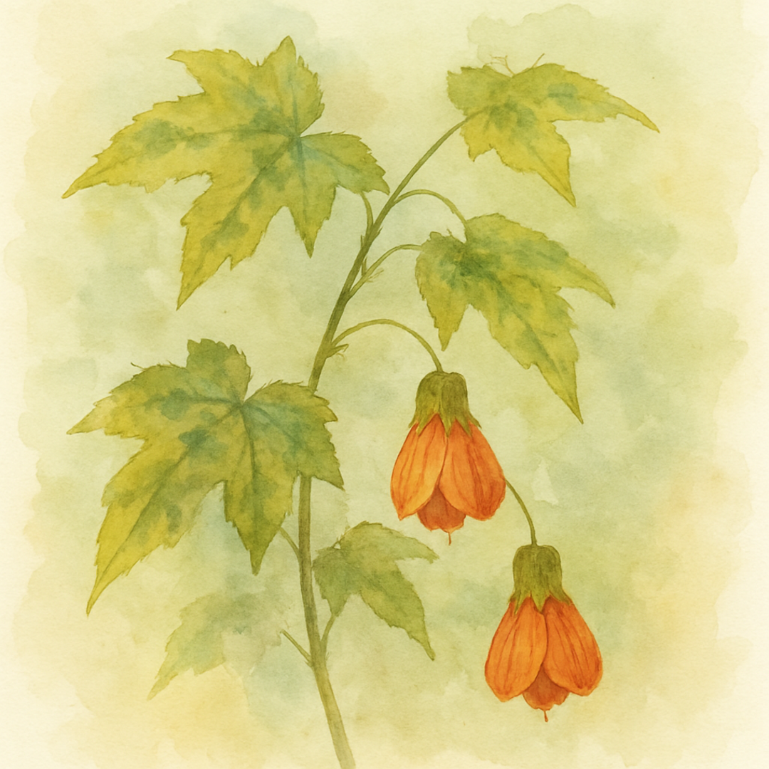 Abutilon 'Cannington Carol'