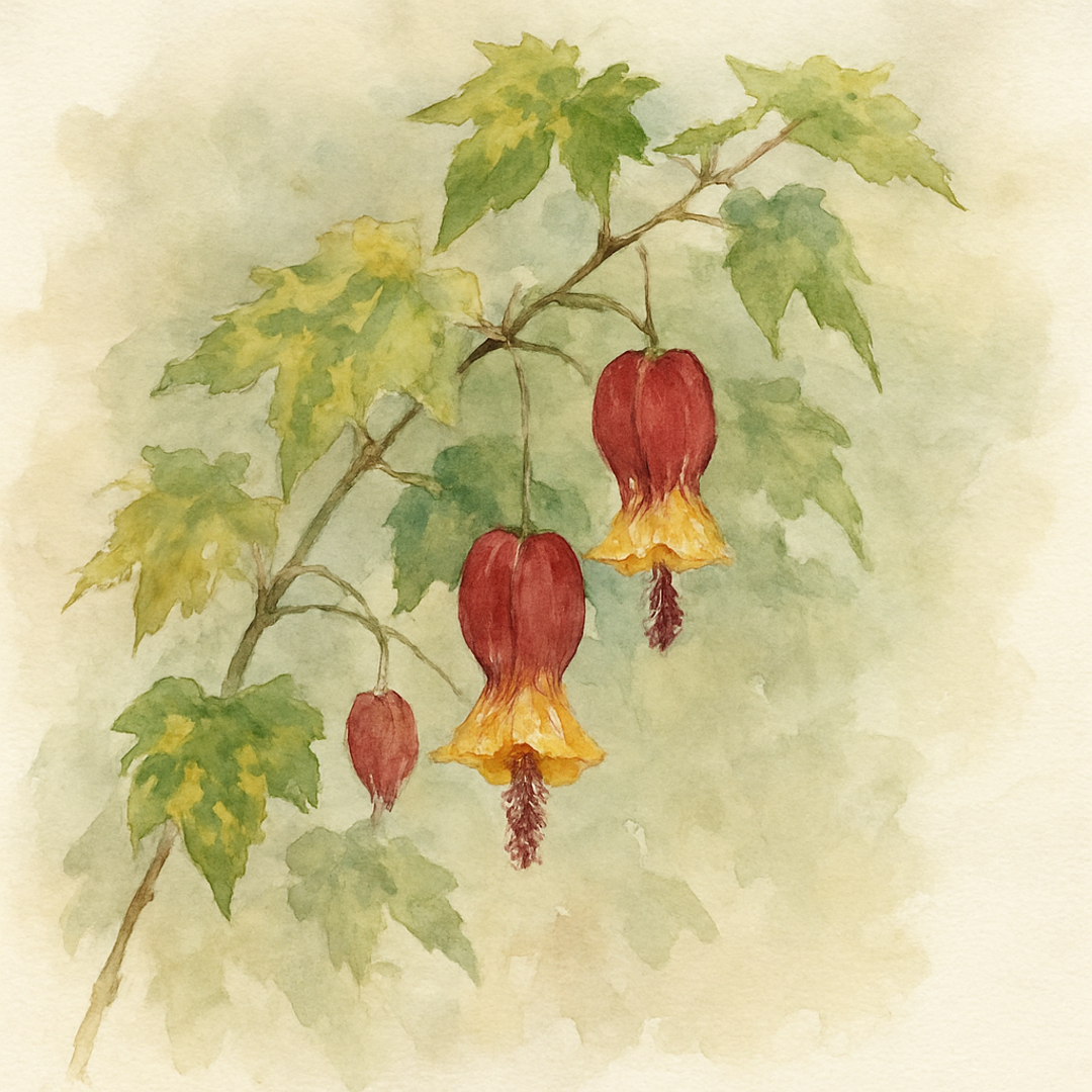 Abutilon megapontamicum ‘Variegatum’