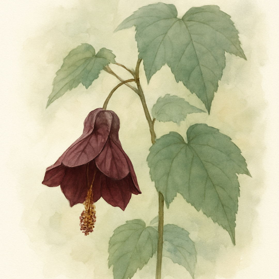 Abutilon 'Nabob'