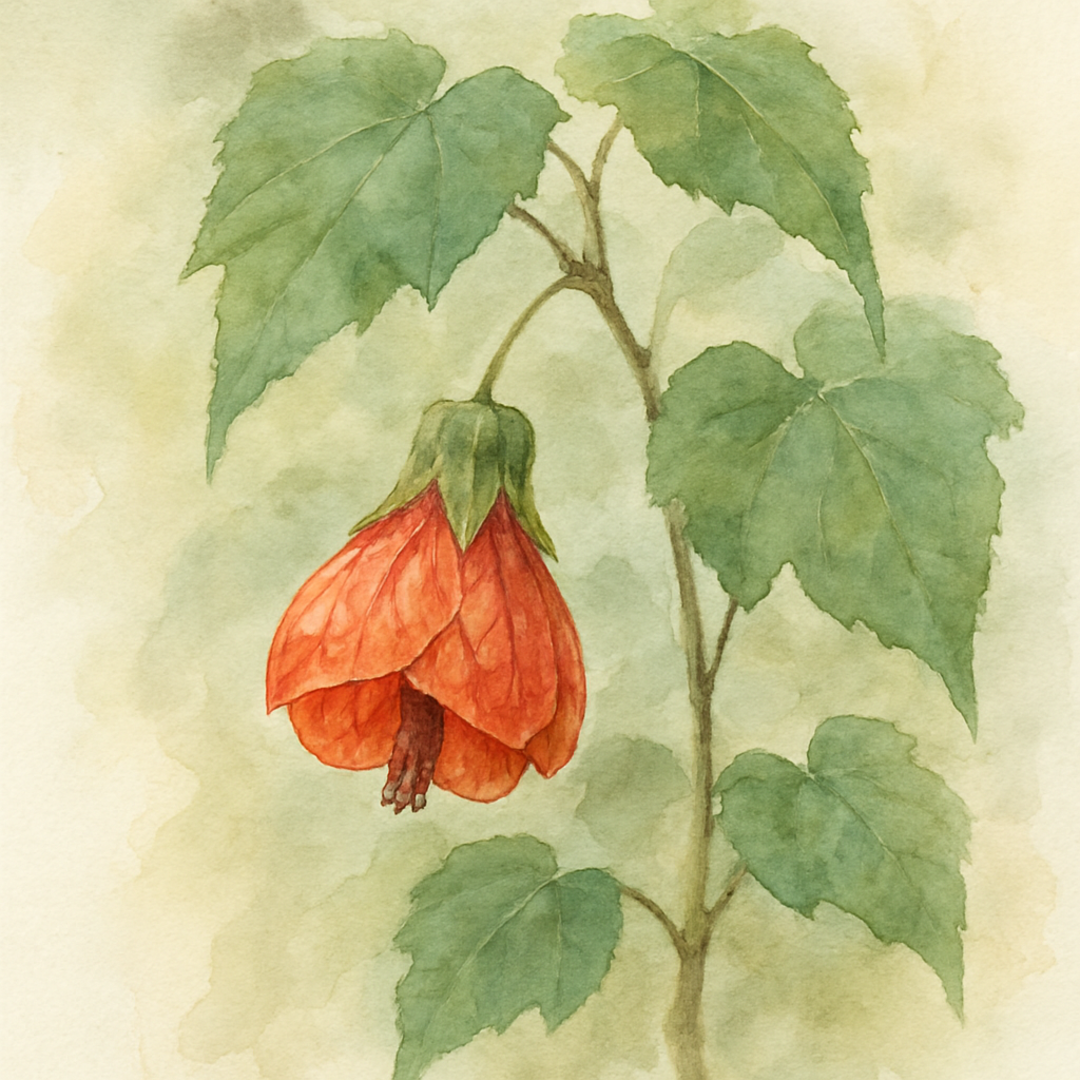 Abutilon 'Red Tiger'