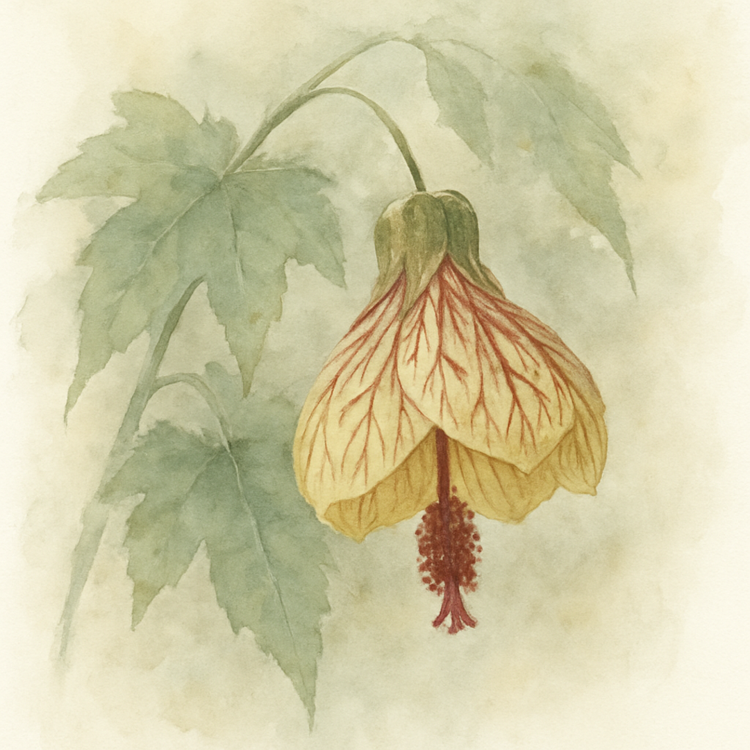 Abutilon ‘Red Vein’