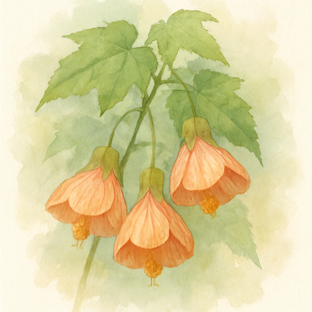 Abutilon Tango