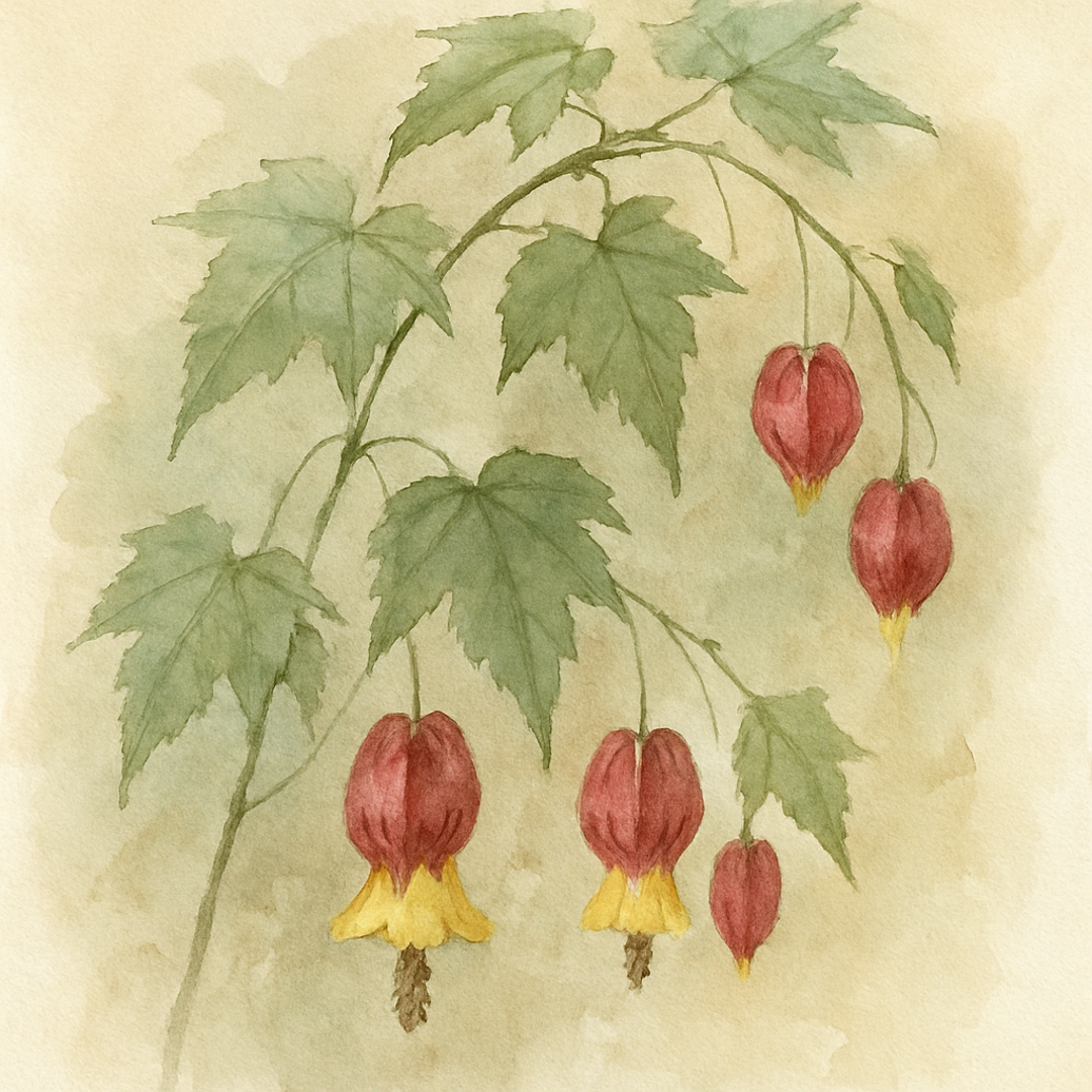 Trailing Abutilon 'Rhubarb and Custard'