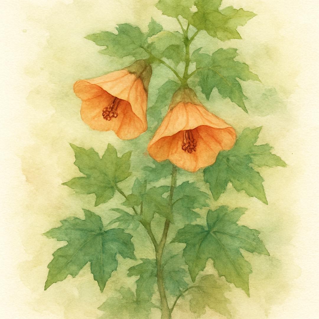 Abutilon X Estella’s Little Bird