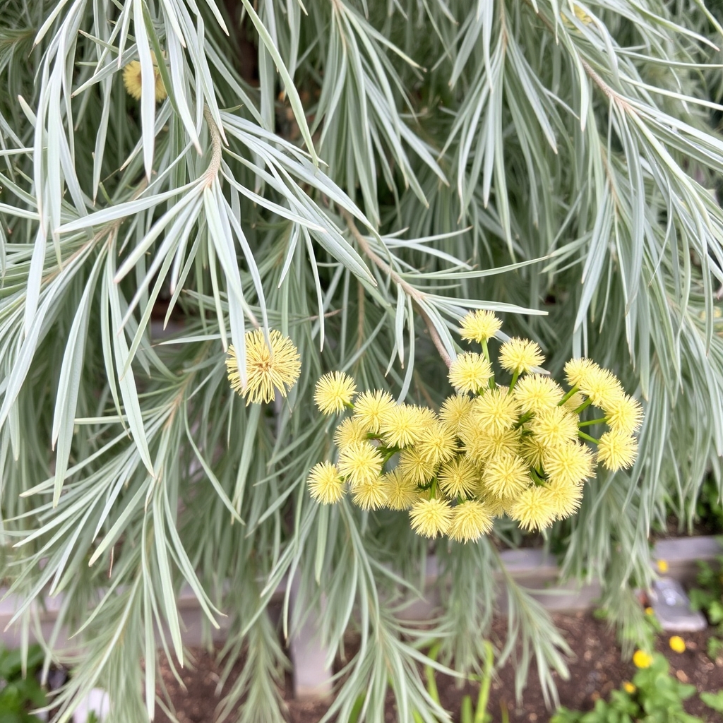 Acacia retinodes