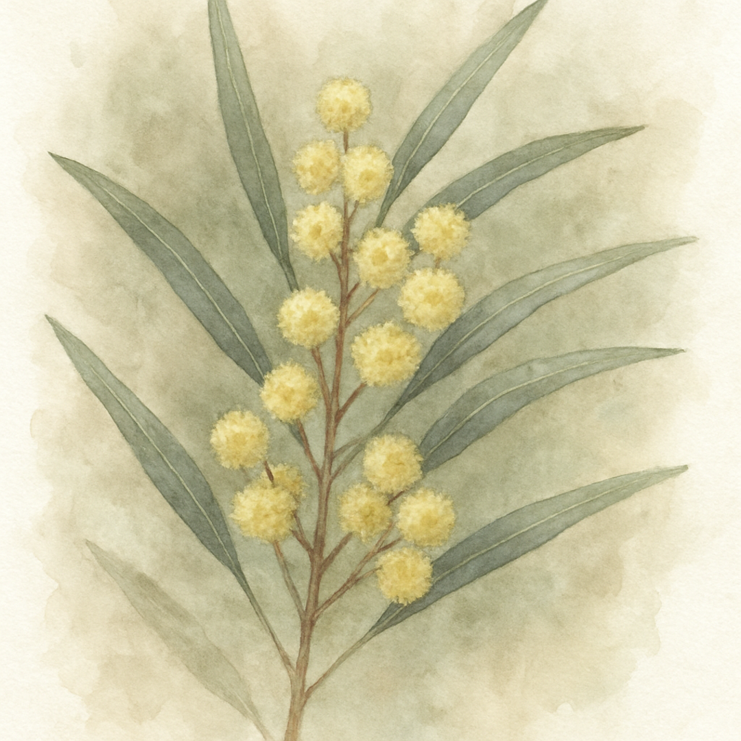 Acacia retinodes