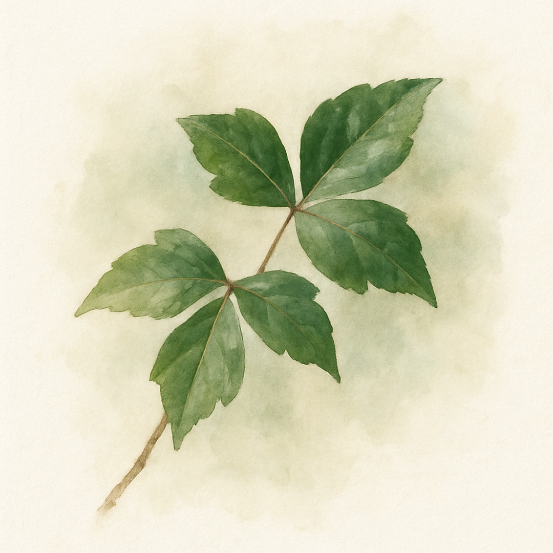 Acer buergerianum