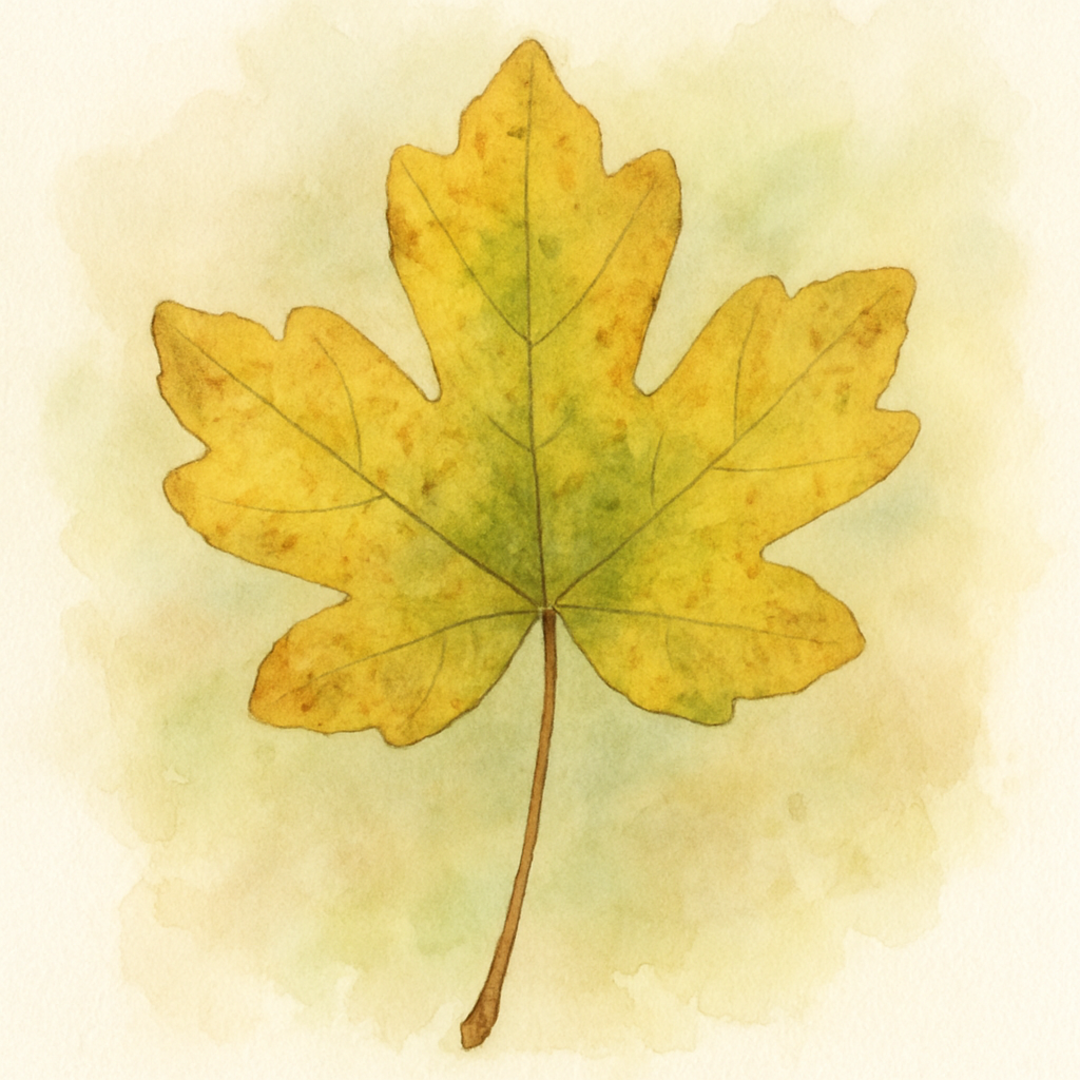 Acer campestre Tree