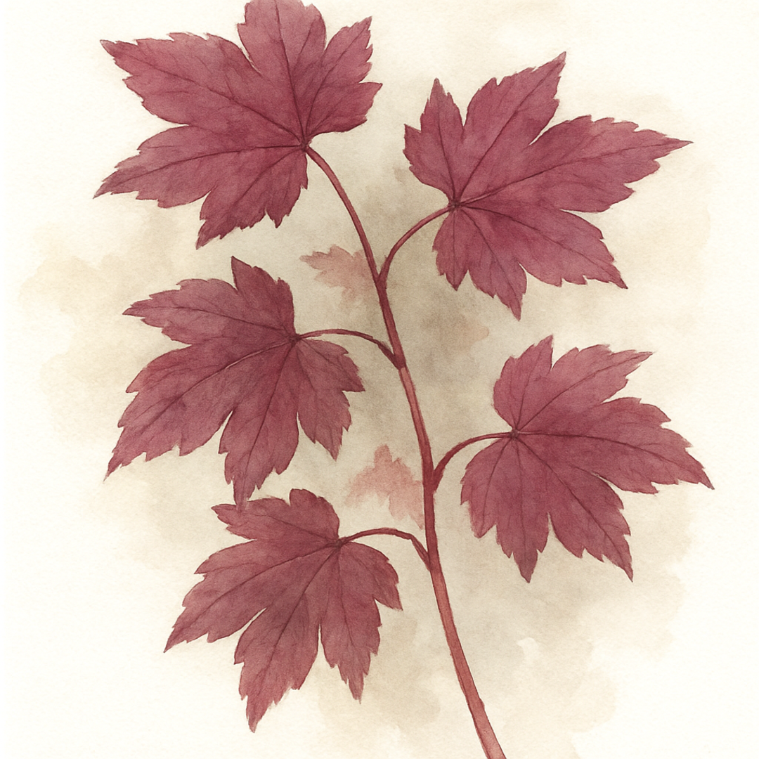 Acer circinatum ‘Burgundy Jewel’