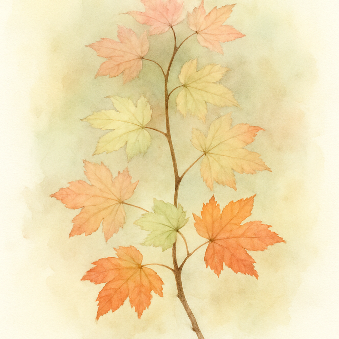 Acer circinatum ‘Pinky’