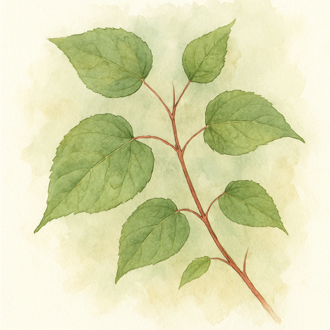 Acer davidii 'Serpentine' Tree