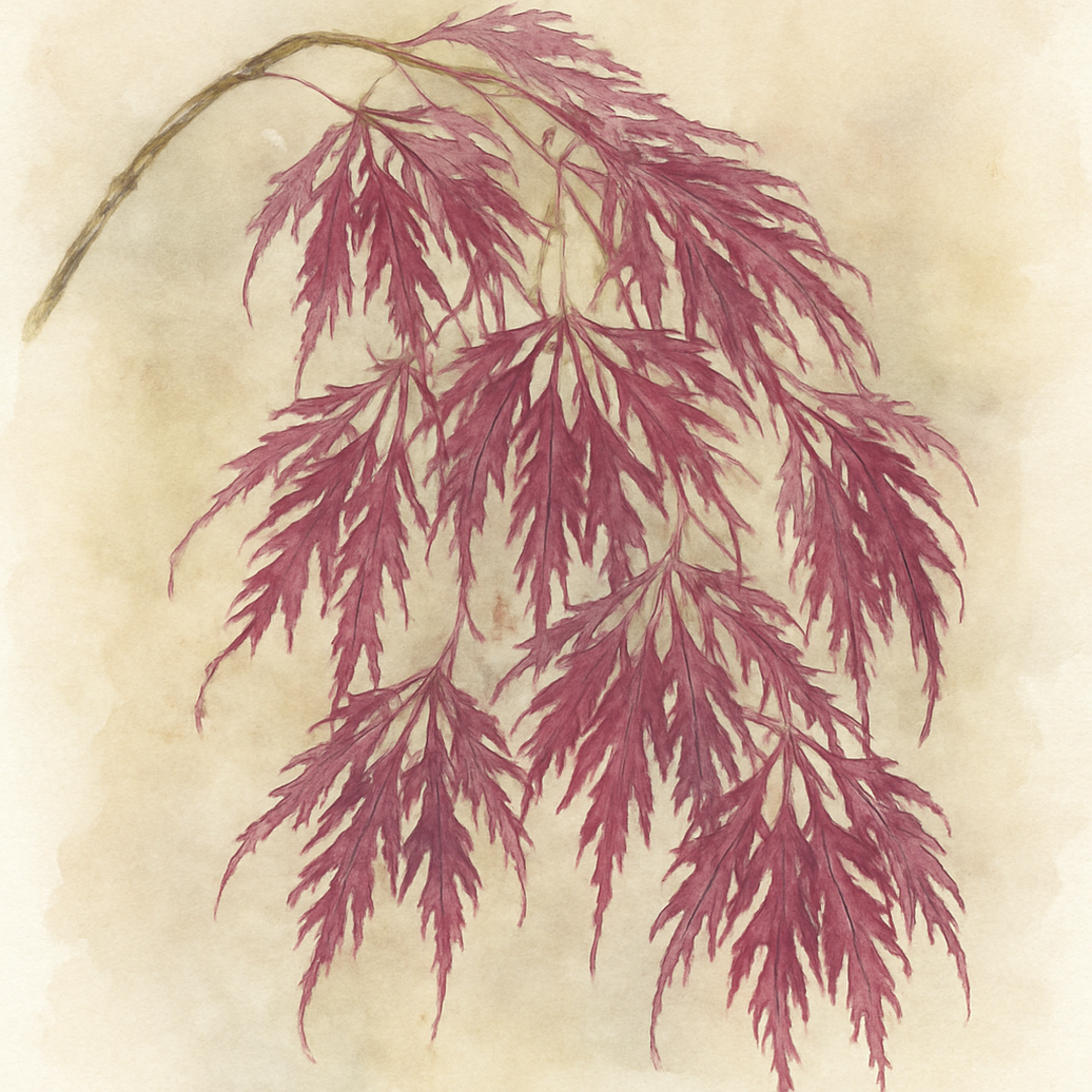 Acer Inaba Shidare