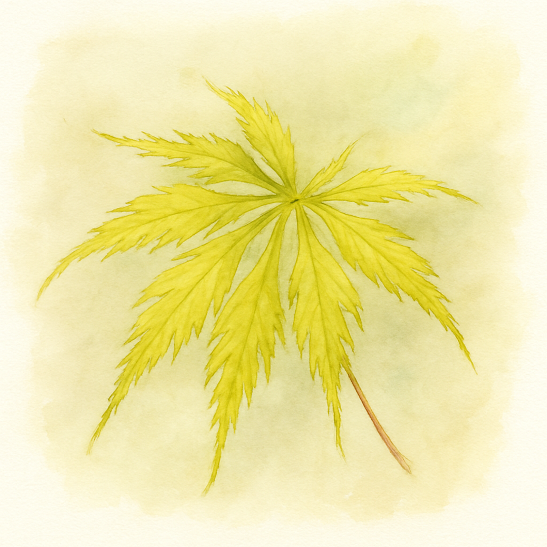 Japanese Maple Tree 'Flavescens'