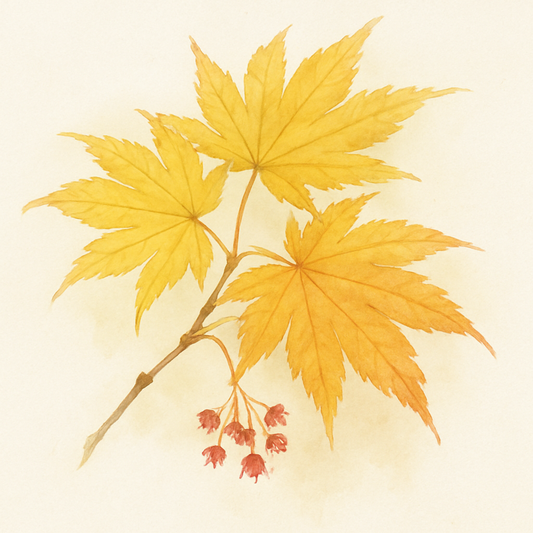Acer japonicum ‘Aureum’
