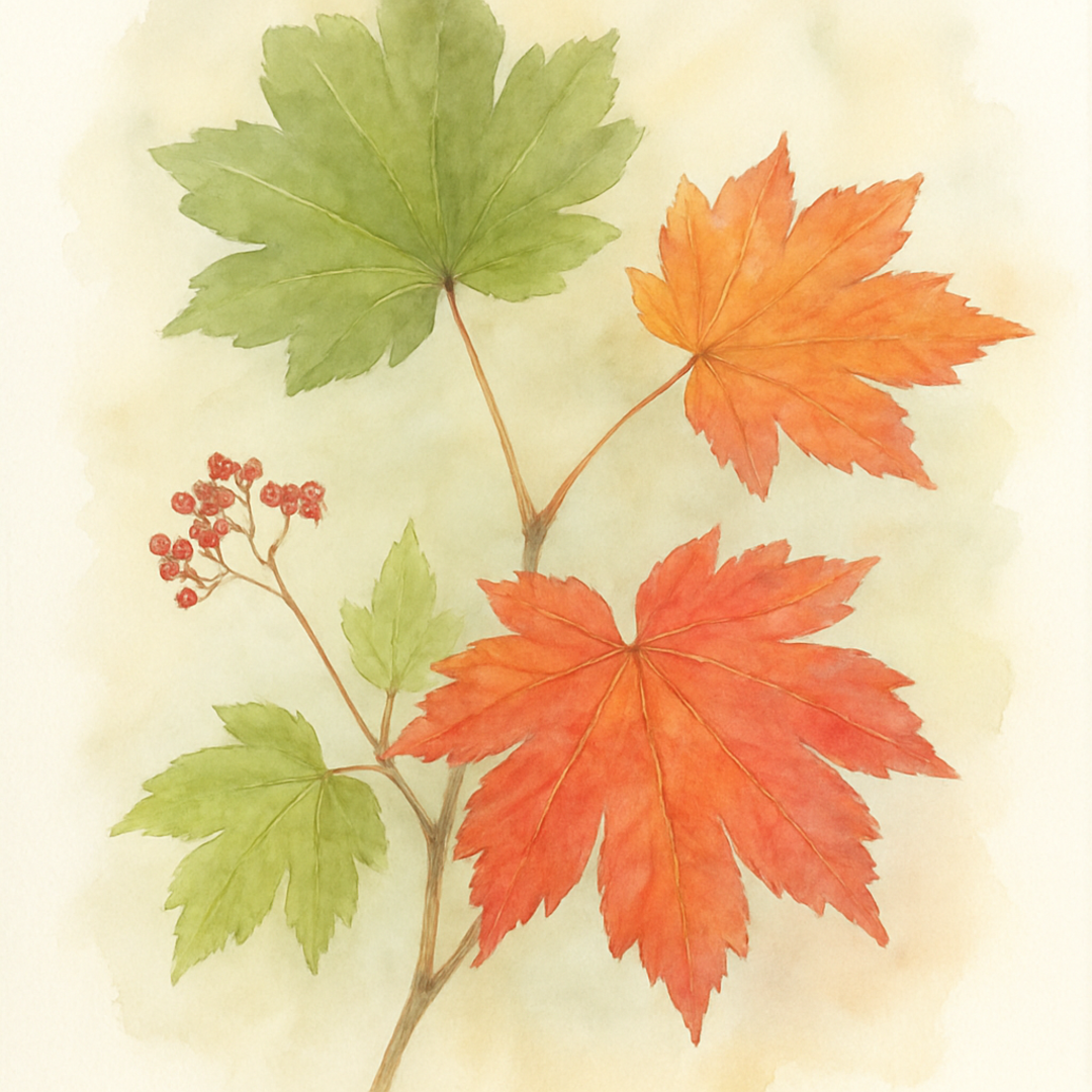 Acer japonicum ‘Korean Gem’