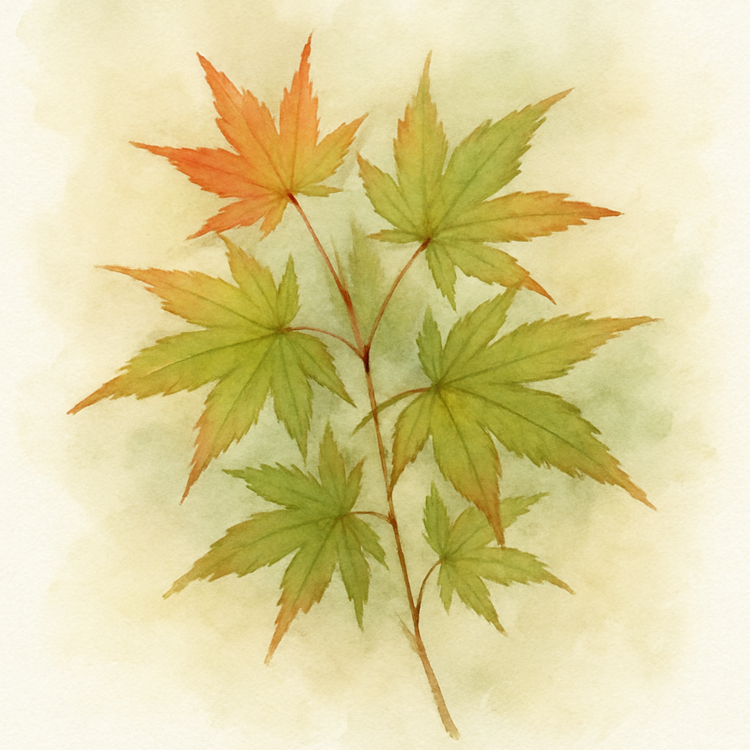 Acer palmatum ‘Alpine Surprise’