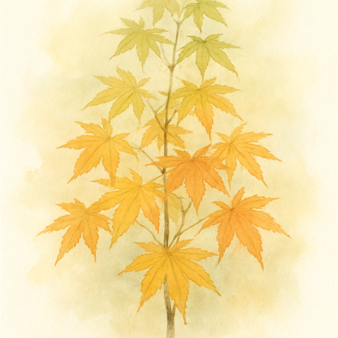 Acer palmatum ‘Bell green’