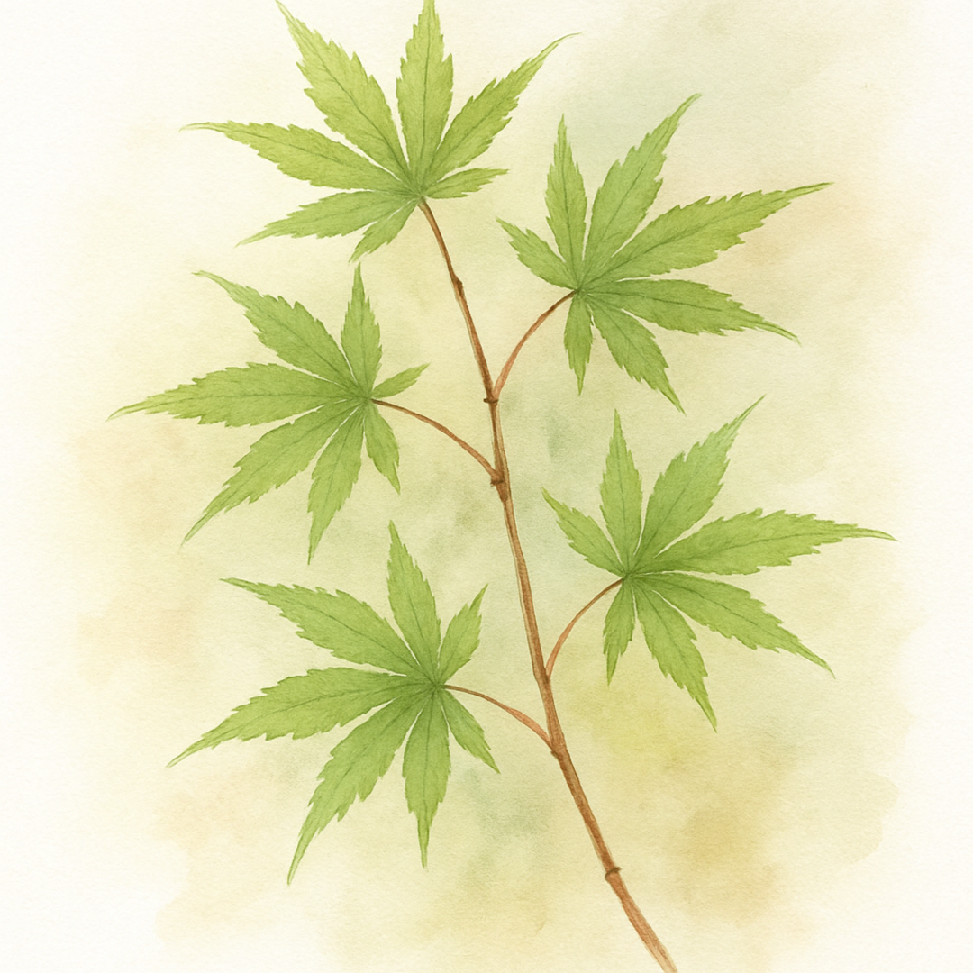 Acer palmatum ‘Beni Kawa’
