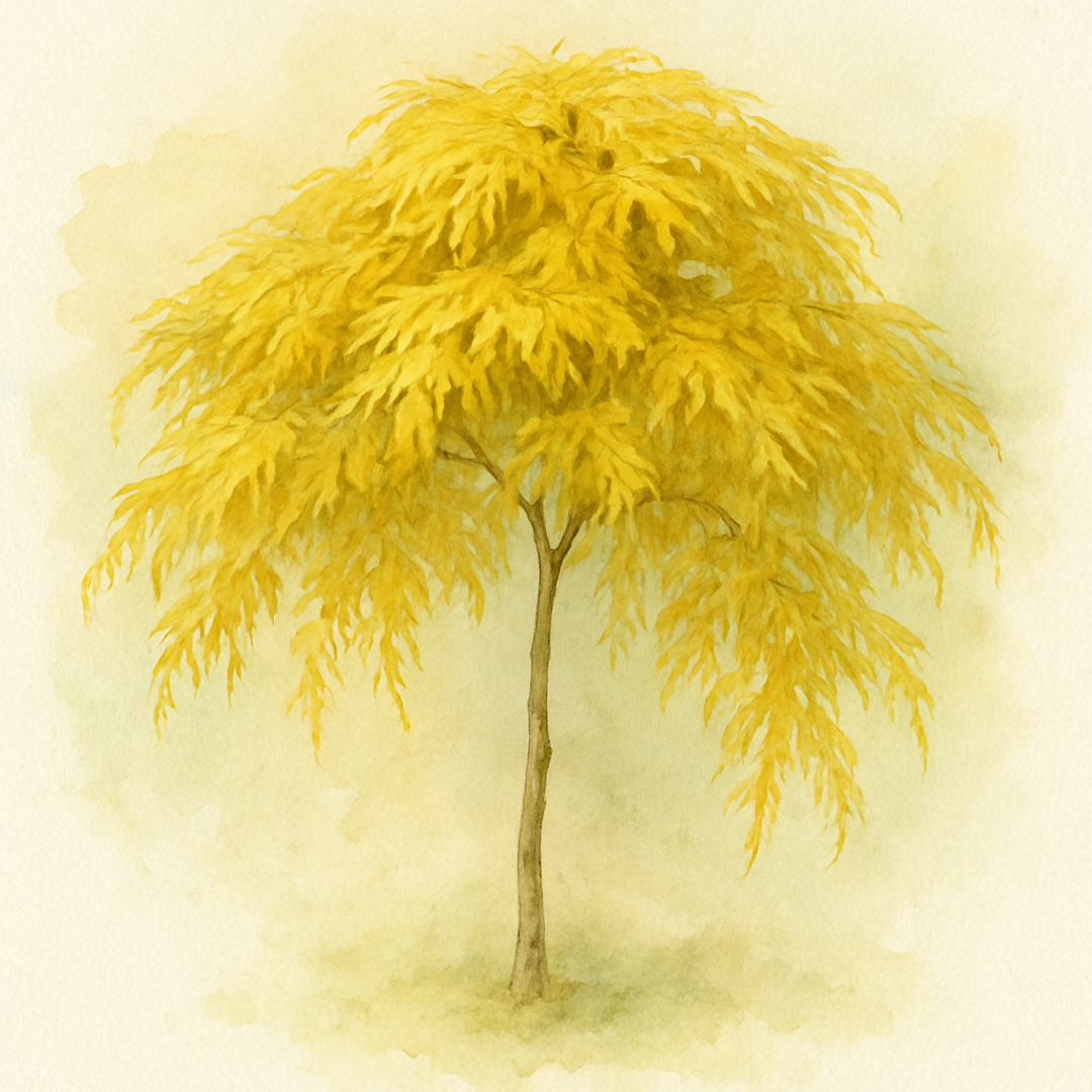 Acer palmatum 'Cascade Gold'Stem'