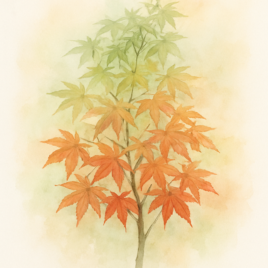 Acer palmatum ‘Emerald Isle’