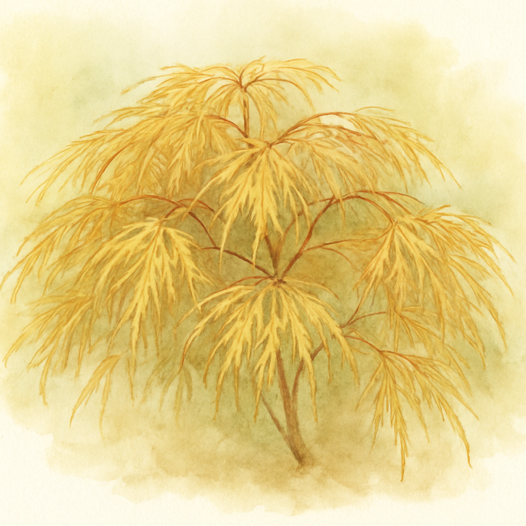 Acer palmatum ‘Fairy Hair’