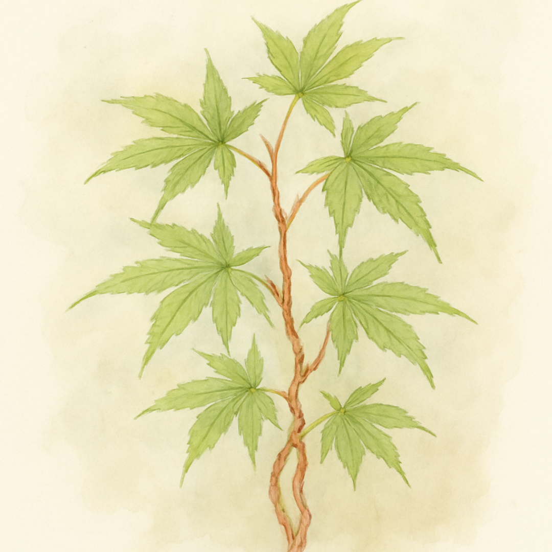 Acer palmatum ‘Kinran’