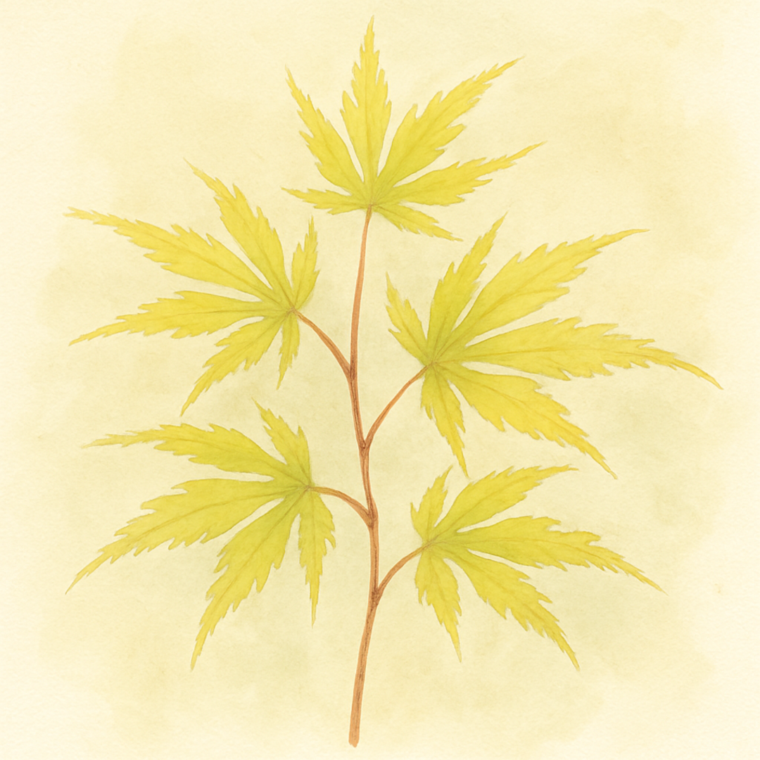 Acer palmatum 'Kinshii'