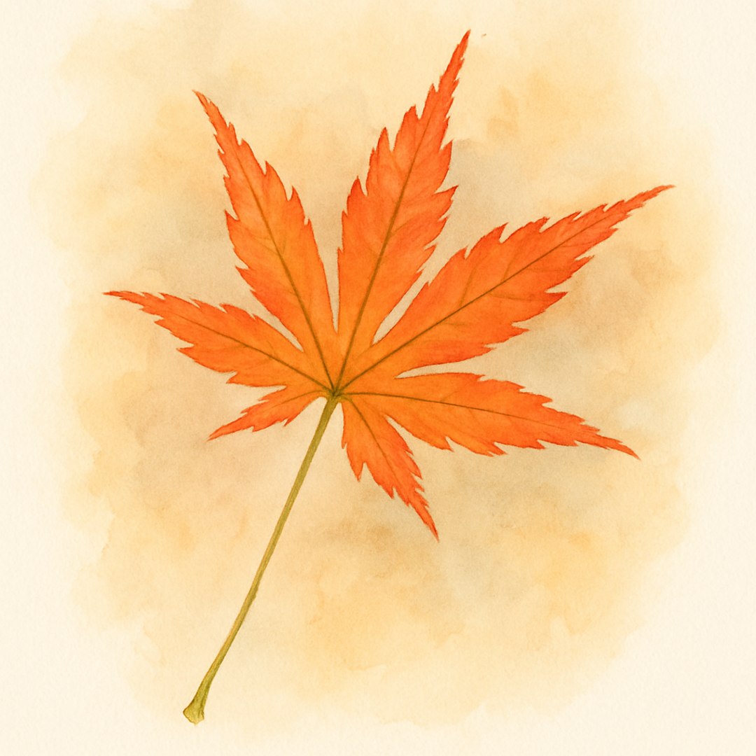 Acer palmatum ‘Kotohime’