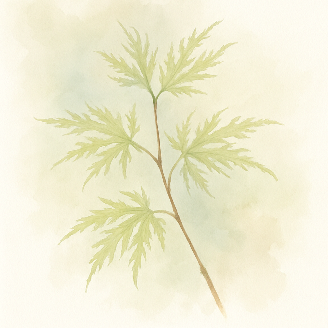 Acer palmatum ‘Lace Lady’ stem