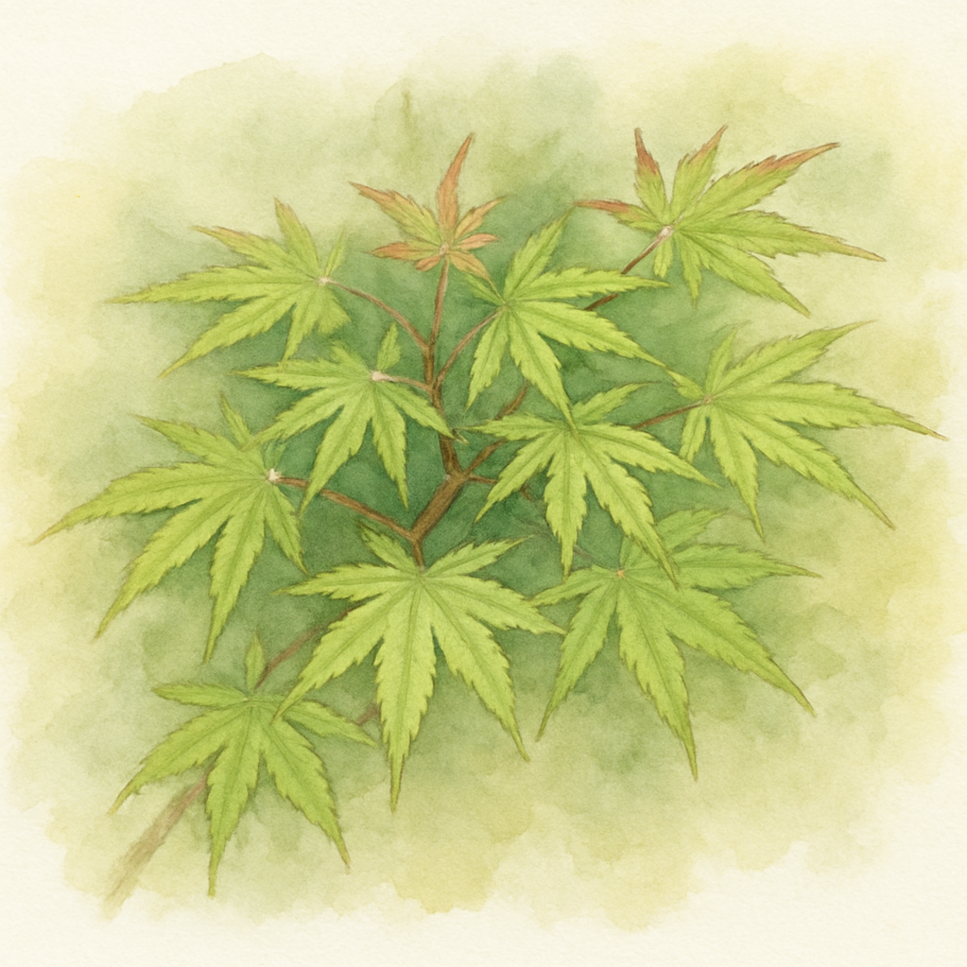 Acer palmatum ‘Little Mikawa’