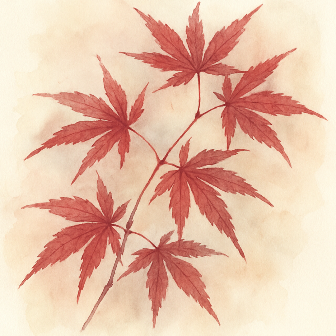 Acer palmatum ‘Roter Stern’