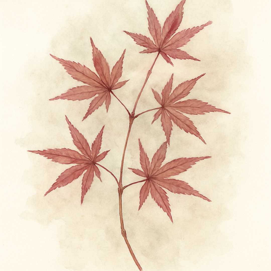 Acer palmatum ‘Yezo Nishiki’