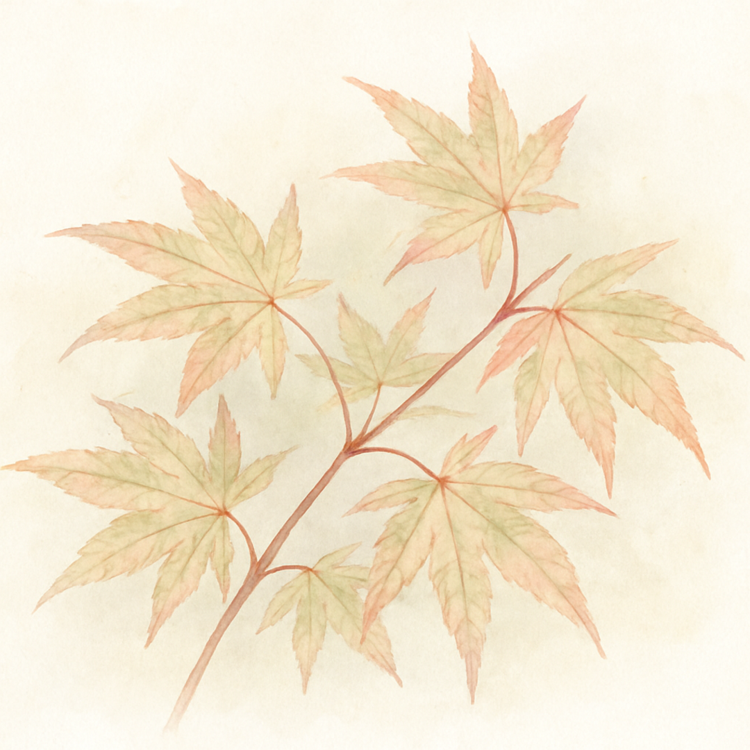 Acer palmatum 'Asahi zuru' Tree