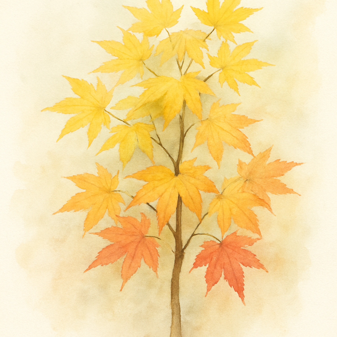 Aureum Maple