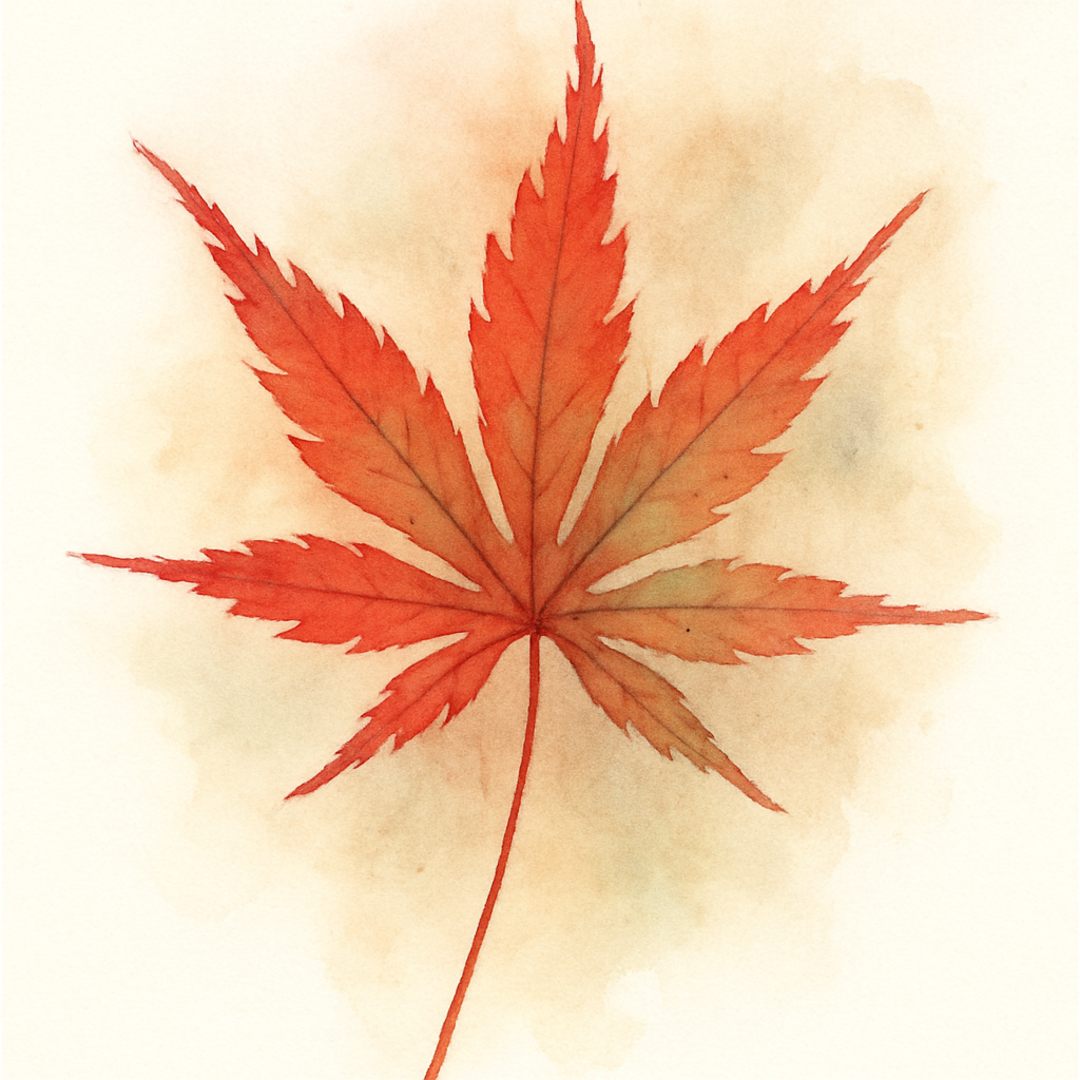Acer palmatum 'Deshojo' Tree
