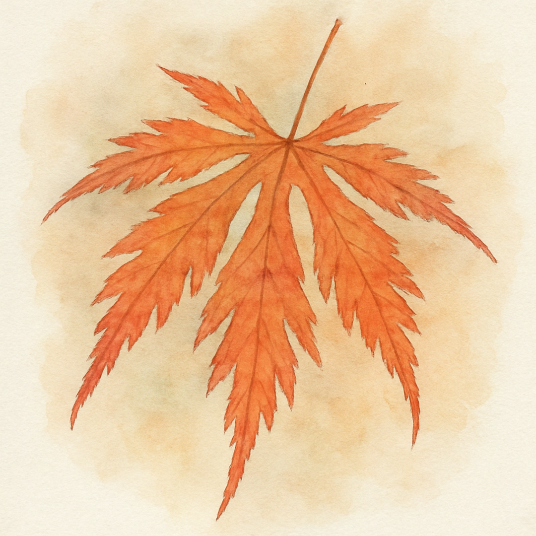 Acer palmatum var. dissectum 'Orangeola'