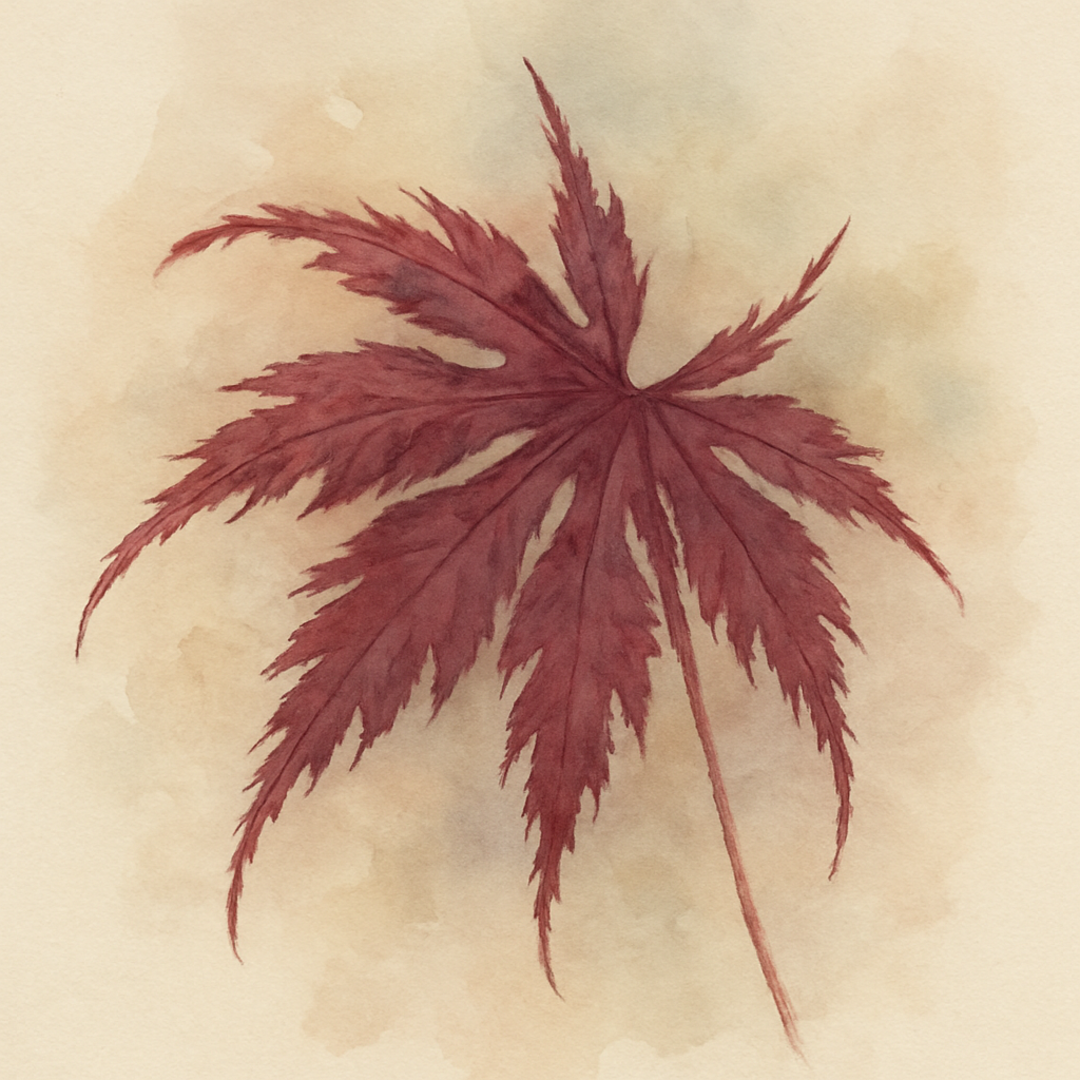 Acer palmatum dissectum ‘Tamukeyama’ stem