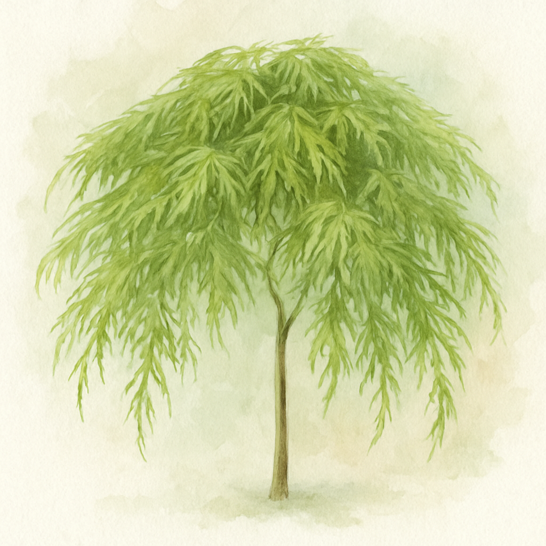 Acer palmatum var. dissectum 'Viridis'