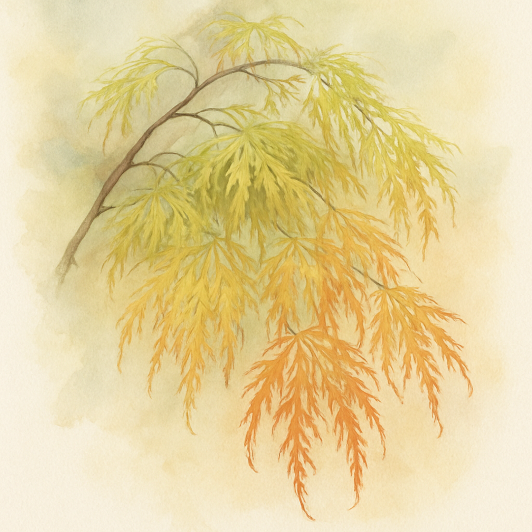 Acer palmatum Dissectum Viridis Tree