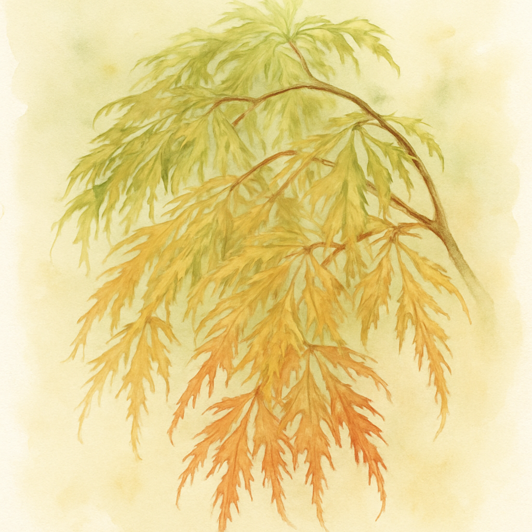 Dissectum Viridis Maple