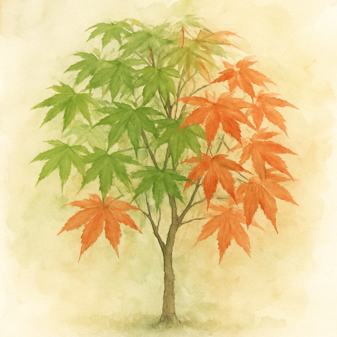 Acer palmatum Going Green