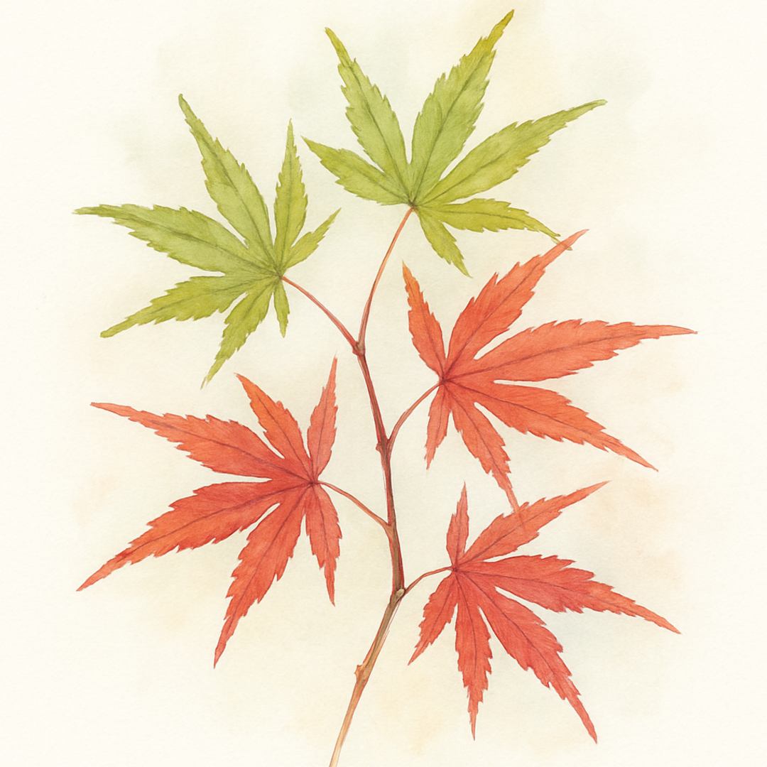 Acer palmatum Japanese Maple