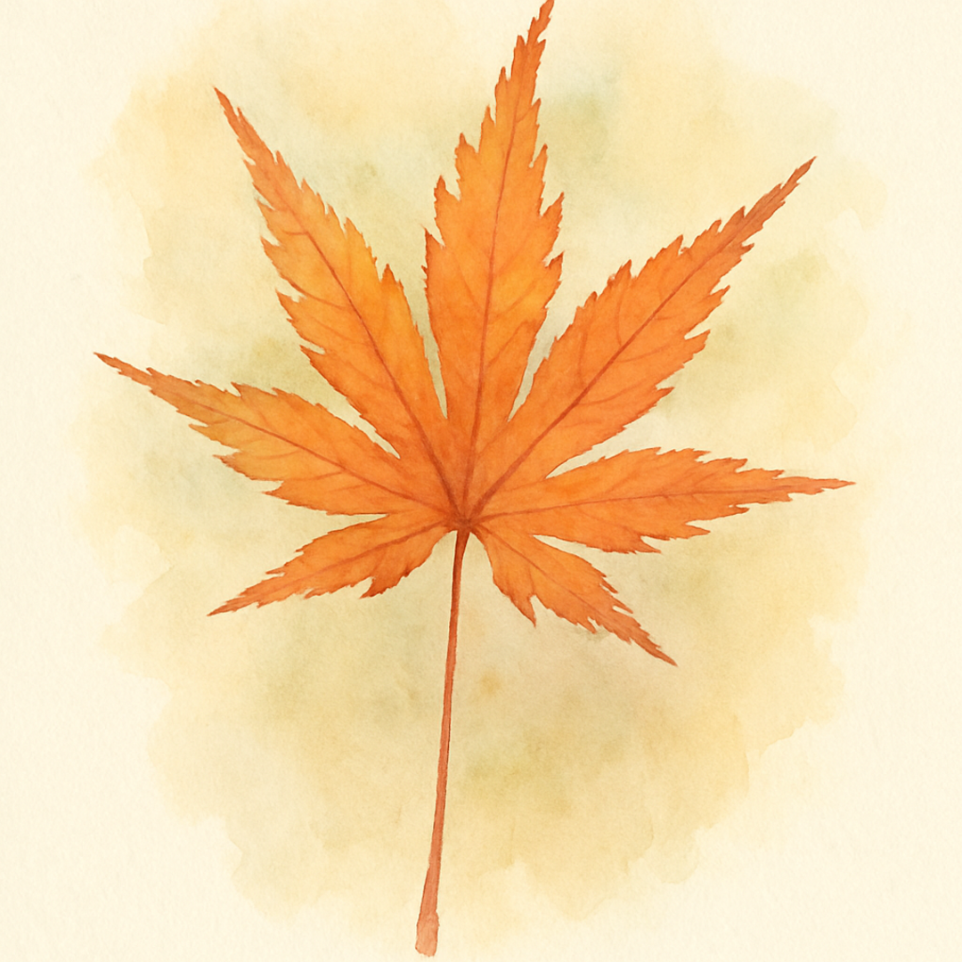 Acer palmatum 'Seiryu' Tree