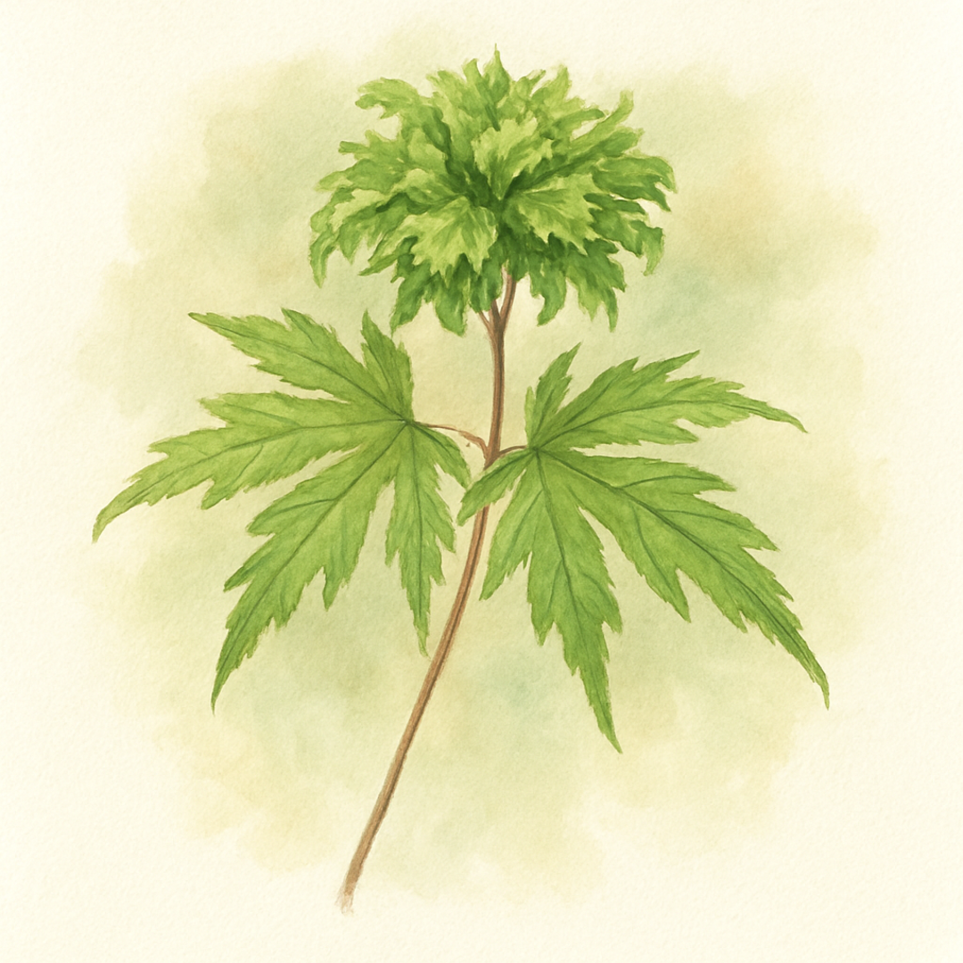 Acer palmatum 'Shishigashira' Tree