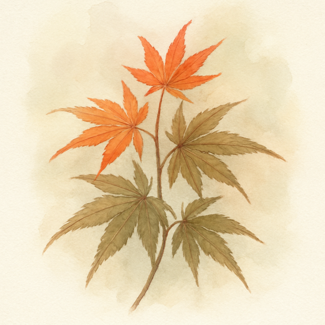 Acer palmatum 'Shishio Improved' Tree