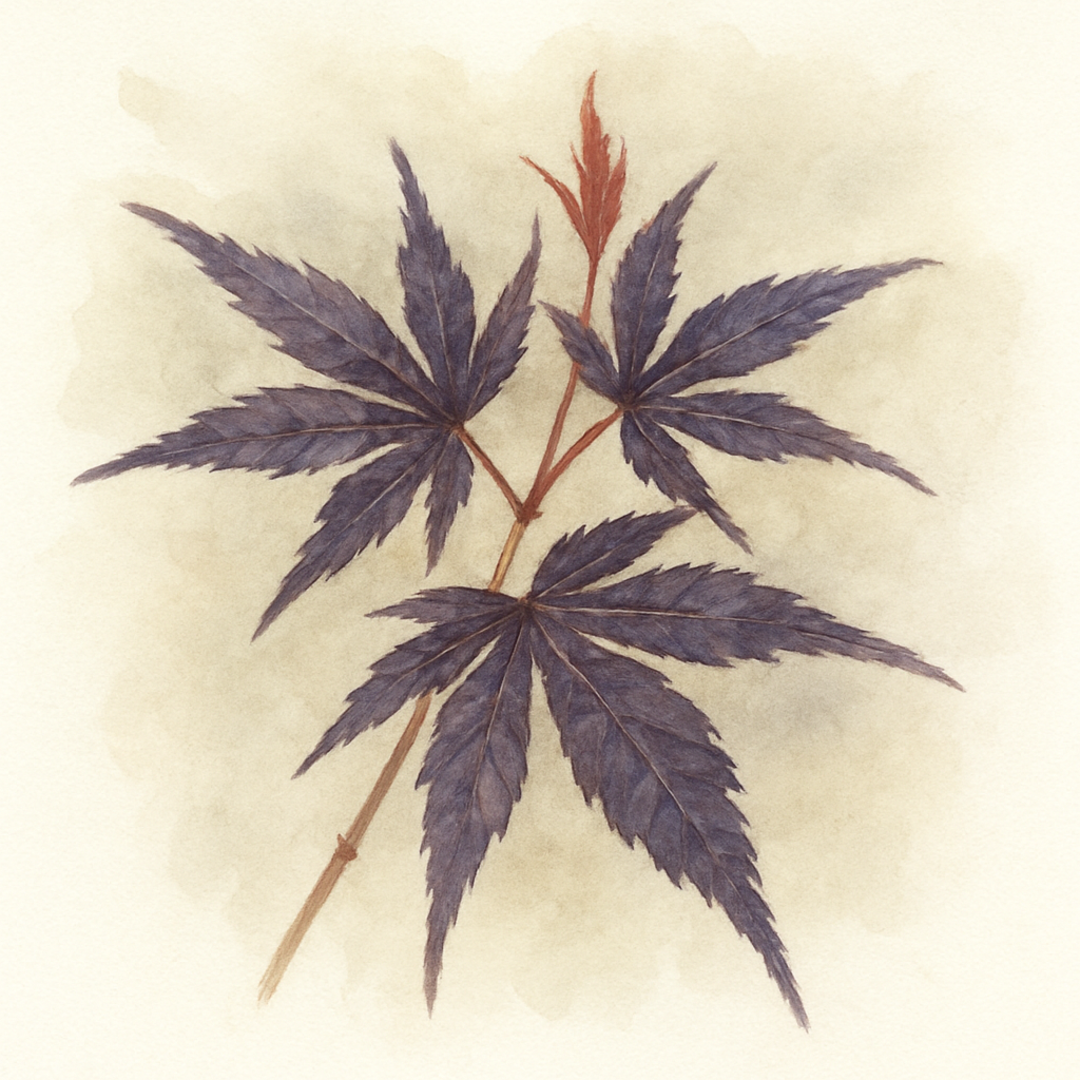 Acer palmatum 'Suminagashi' Tree
