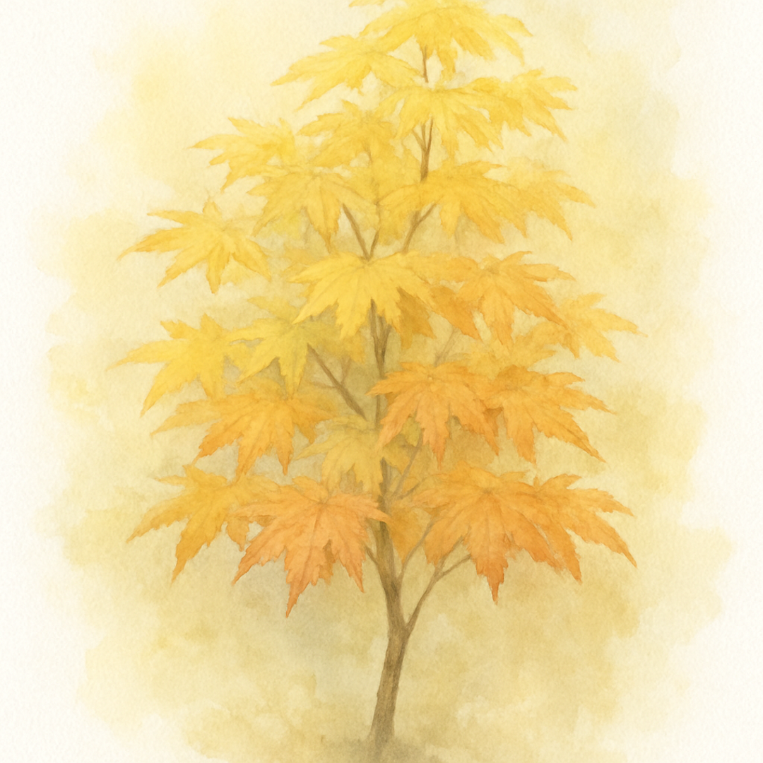 Summer Gold Maple