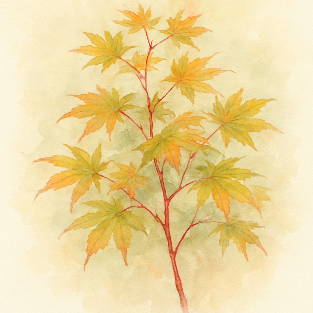 Acer palmatum 'Winter Flame' Tree