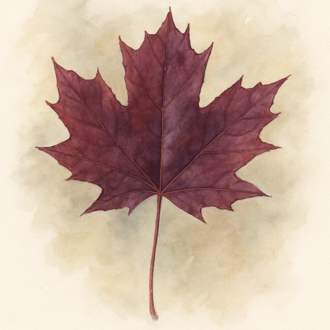 Acer platanoides Crimson Sentry (Crimson Sentry Maple)